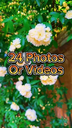 24 Video Slides