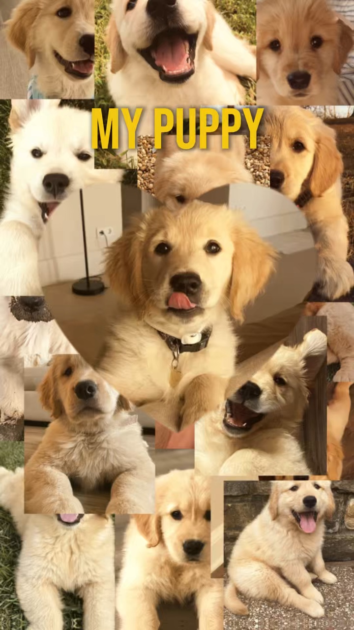 Mon chiot 
