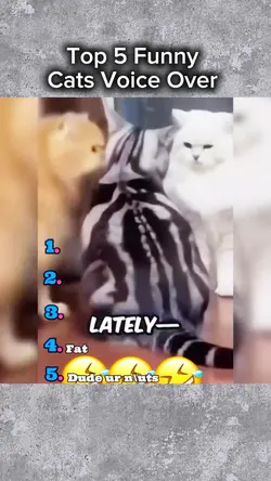 Funny Cats#2