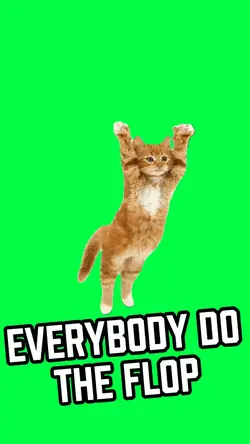 DO THE FLOP CAT