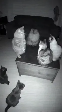 kucing ngobrol jj
