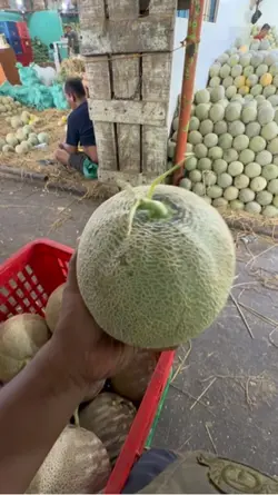 Jual kualitas