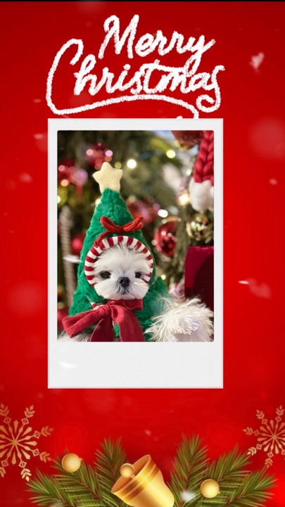 Christmas pet