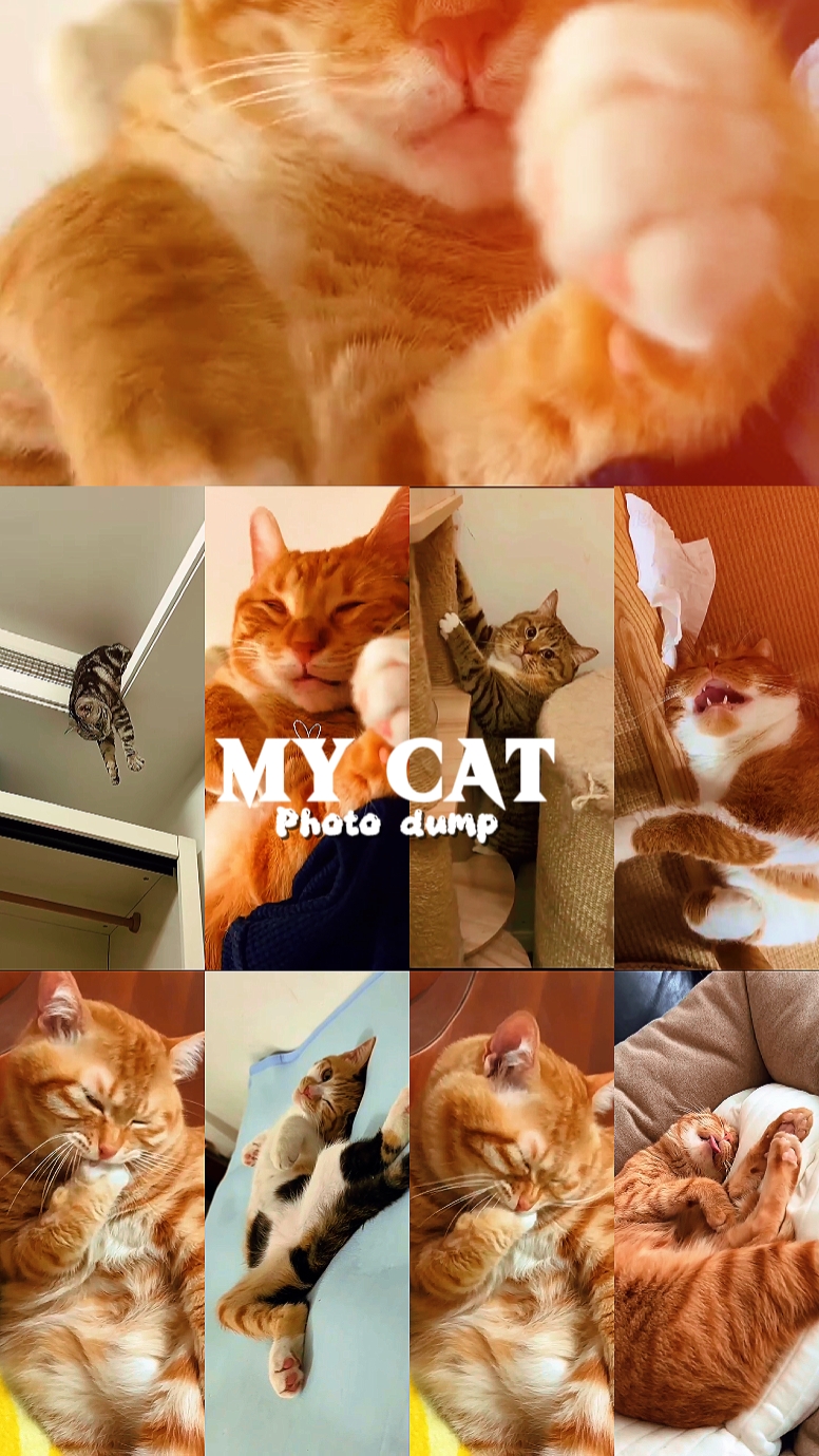 My cat photo dump 