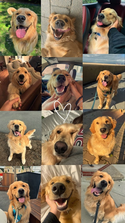 Meus animais de estimação