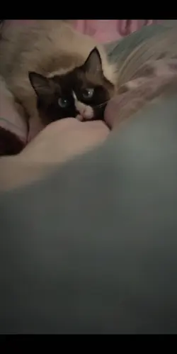 New meme?
