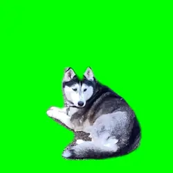 Husky ignores you 