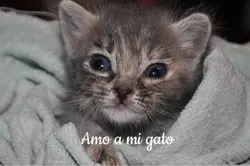 Amo a mi gato ❤️‍🩹