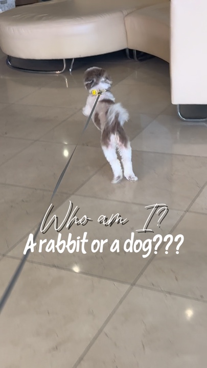 토끼 또는 강아지?