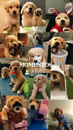 Momentos Pet