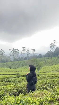 Kebun teh