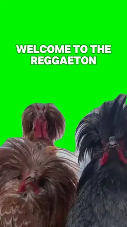 Dancing Chickens