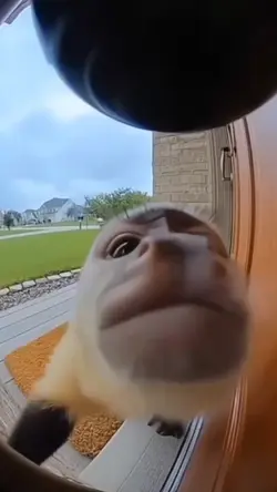 Flying Monkey, Ai