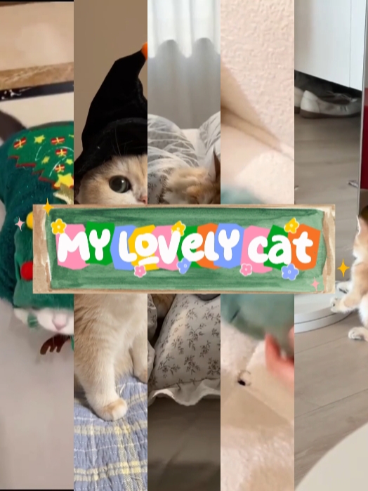 Meine reizende Katze
