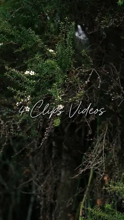 4 Video Cinematic