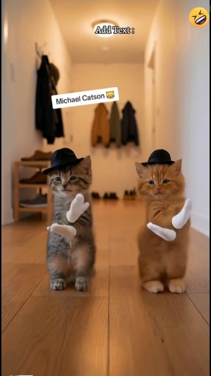 Tendência De Gato De Dança