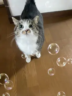 おねだりするうちの子