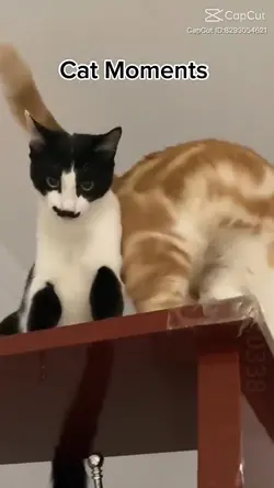 CAT Moments