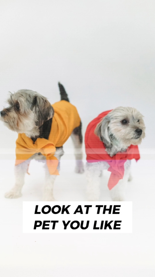 Pantalla de producto de ropa para mascotas que golpea el estilo Tiktok 