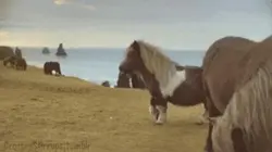 Petit poney 🐴