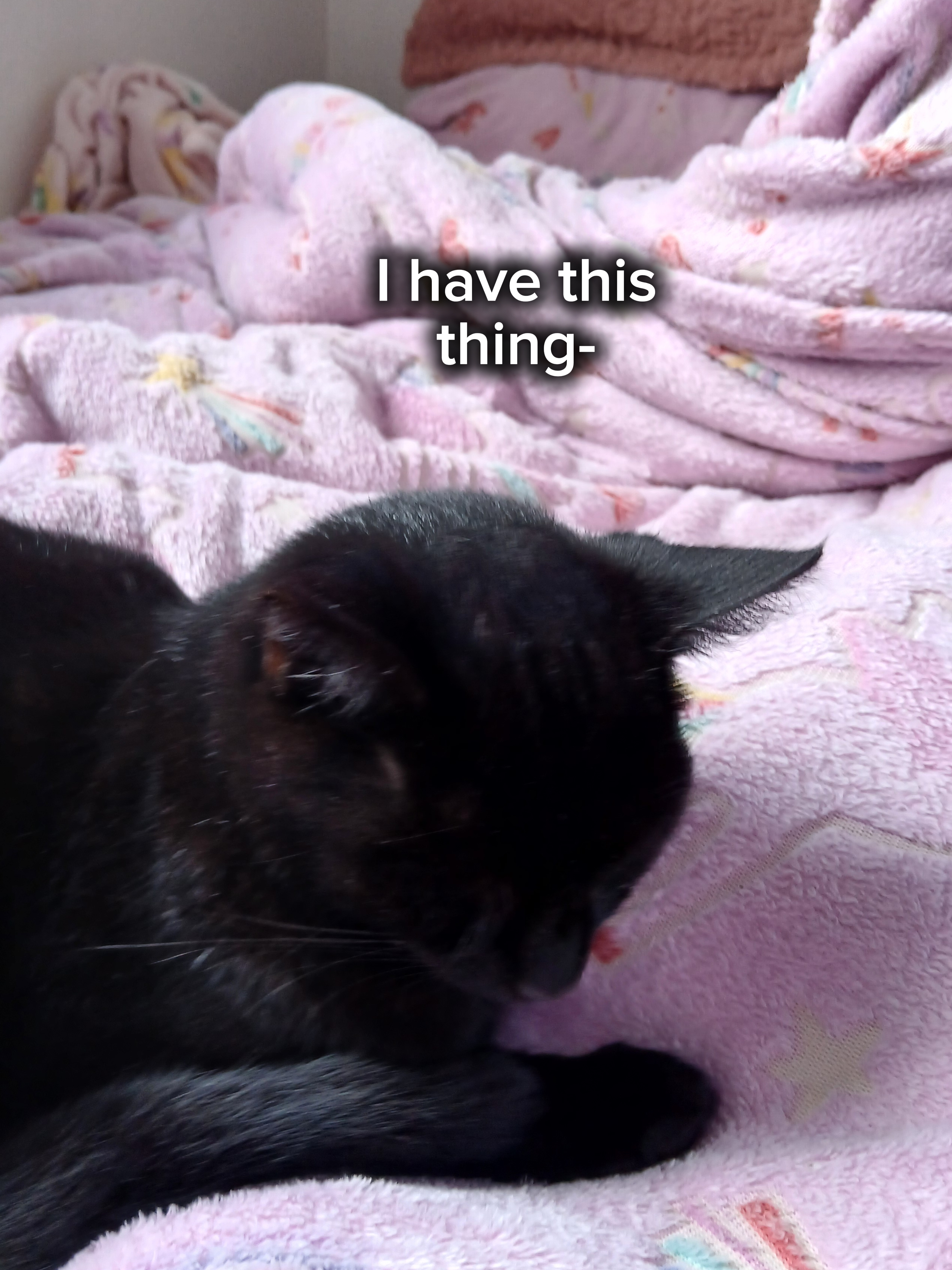 Ich habe eine Katze