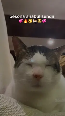 pesona kucing