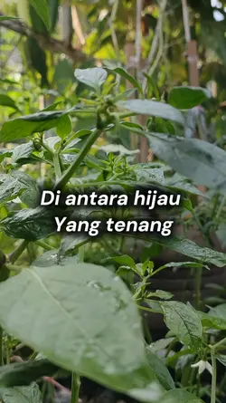 Diantar Hijau Daun