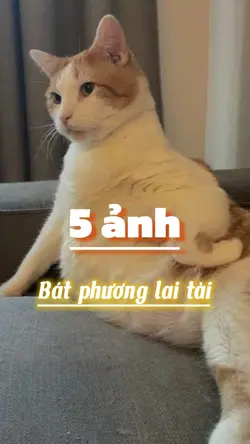 5 Ảnh