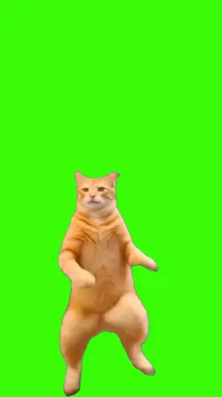 Cat/Gato.