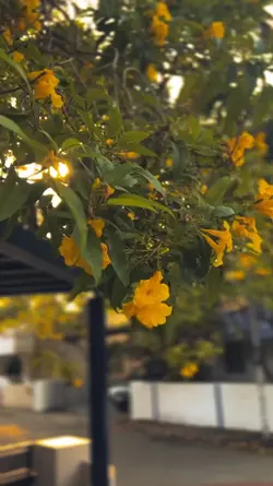 Bản nhạc thiền hay