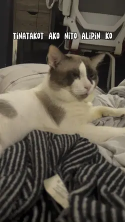 Attitude na pusa
