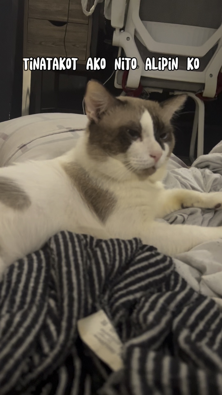 Tutum na pusa 