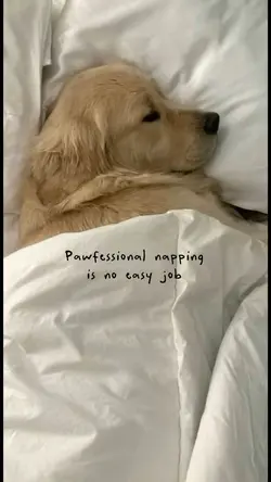 Pawfessional 