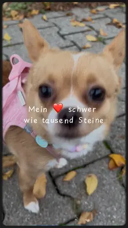 Cutepets