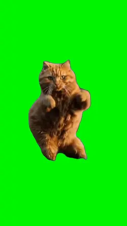 DANCING CAT