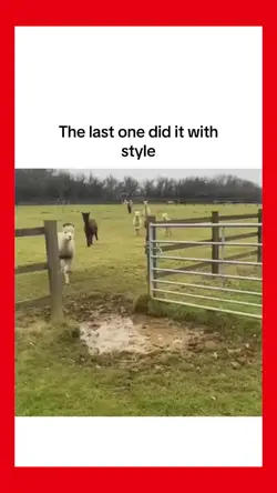 Tiktok viral 
