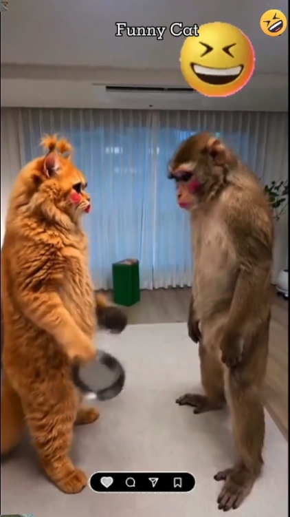 Cat Playing 