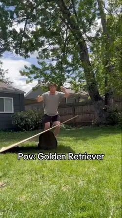 golden retriever