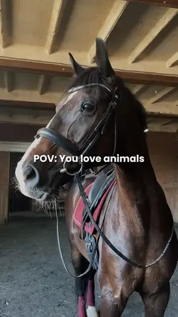 You love animals 