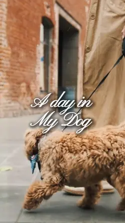A day in my dog