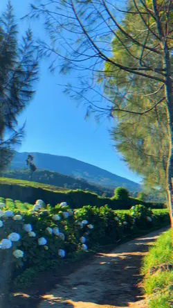 MENTAHAN ESTETIK