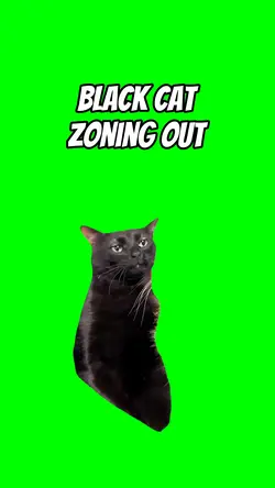 Black cat zoning out