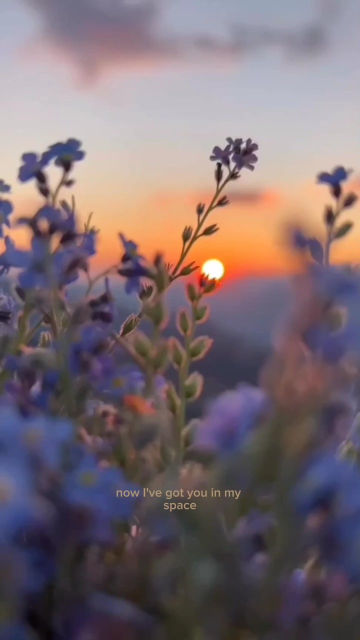 Lavanda