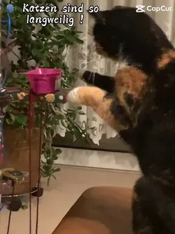 Katzen 🐈.