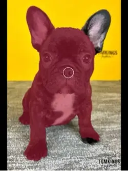 Dog edit
