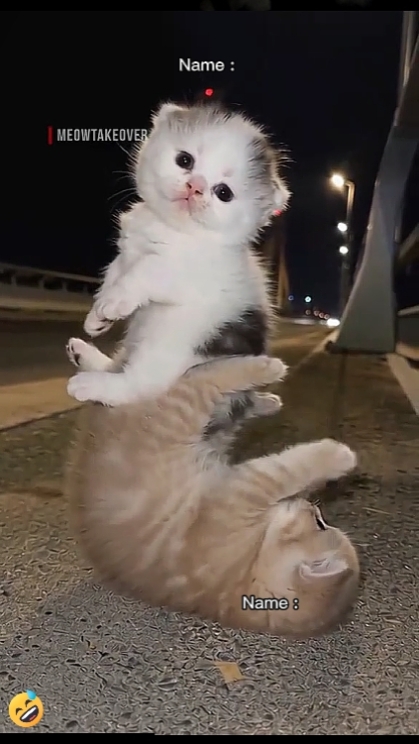 Cat Cute