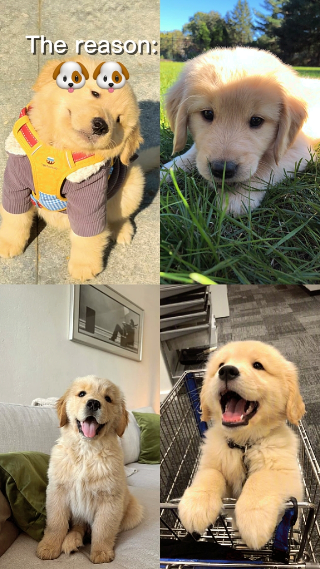 Mascota, mi cachorro