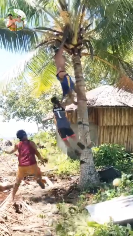 MANJAT KELAPA