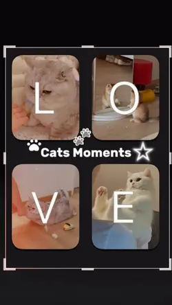 Cats Moments