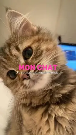 Mon chat 
